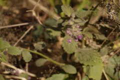 Blumea neilgherrensis